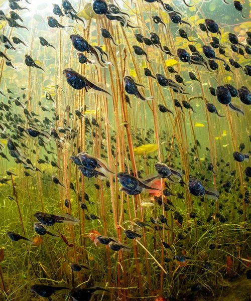 See the stunning winners from the Wildlife Photographer of the Year