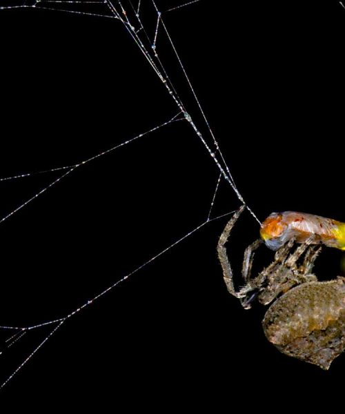 Spiders use fireflies as flashing lures to catch more prey