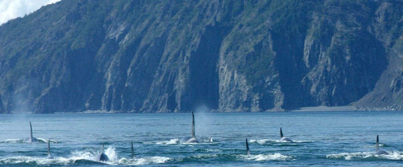 Tense docu-thriller exposes the cruelties of commercial whale trade