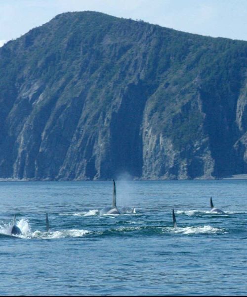 Tense docu-thriller exposes the cruelties of commercial whale trade