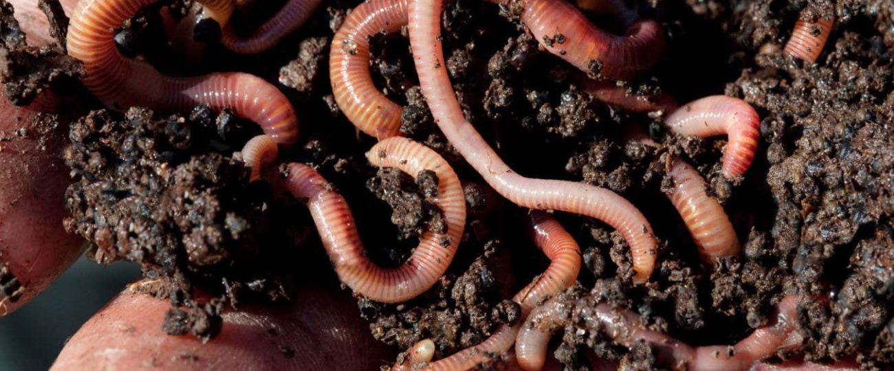 There could be 30,000 species of earthworms wriggling around the world
