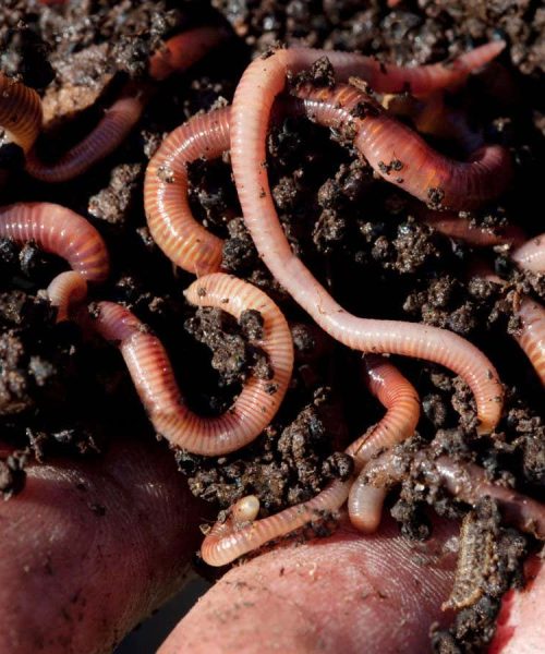 There could be 30,000 species of earthworms wriggling around the world