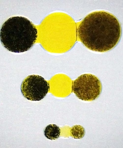 Tiny battery made from silk hydrogel can run a mouse pacemaker