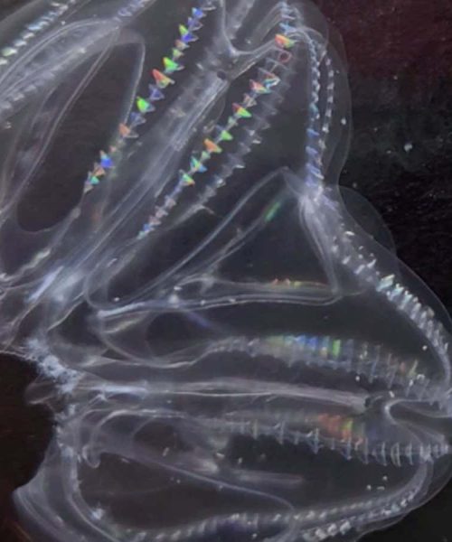 Two injured comb jellies can merge to form one individual