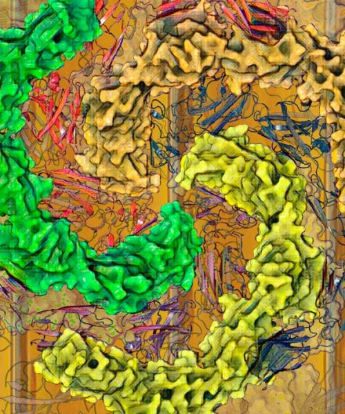 Weird microbes could help rewrite the origin of multicellular life