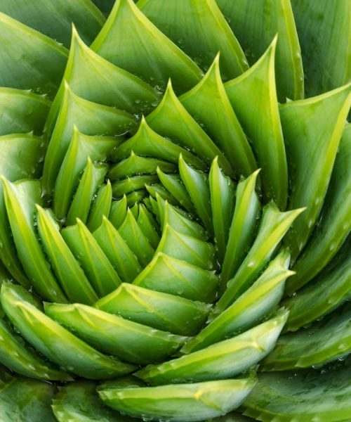 What are fractals and how can they help us understand the world?