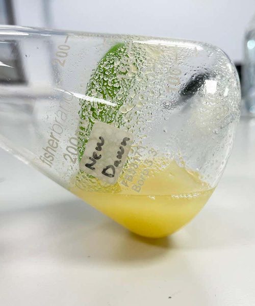 A sliver of lab-grown wood has been made from stem cells