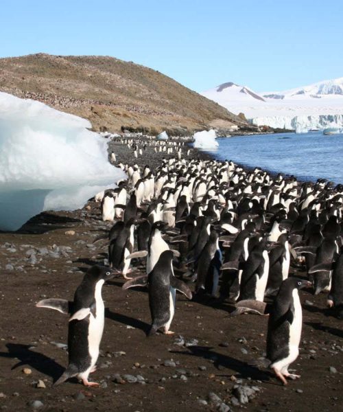 AI can use tourist photos to help track Antarctica’s penguins