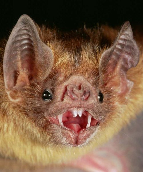 An engrossing history of teeth shows their complex role in evolution