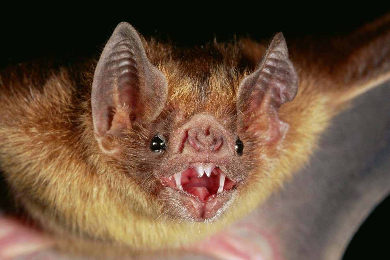 H82G6F Vampire Bat (Desmodus rotundus) portrait, Costa Rica