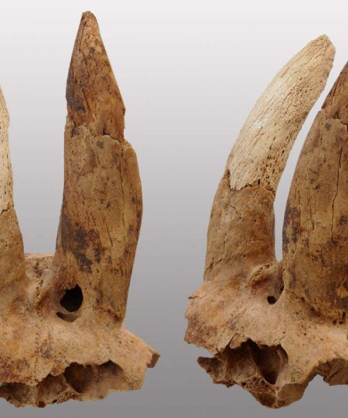 Ancient Egyptians shaped sheep’s horns – and we don’t know why