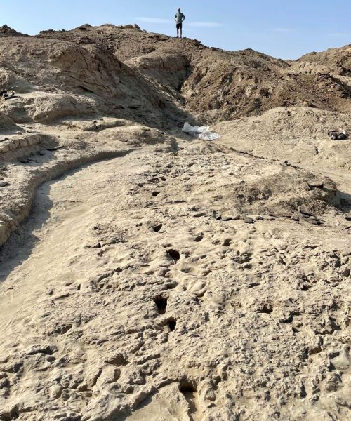 Ancient footprints show how early human species lived side by side