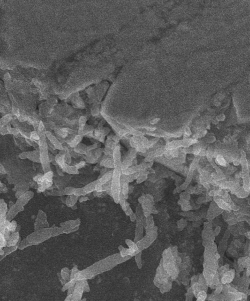 Bacteria found in asteroid sample – but they’re not from space