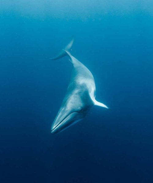 Brainwave experiment shows minke whales have ultrasonic hearing