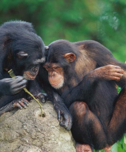 Chimpanzees seem to get more technologically advanced through culture