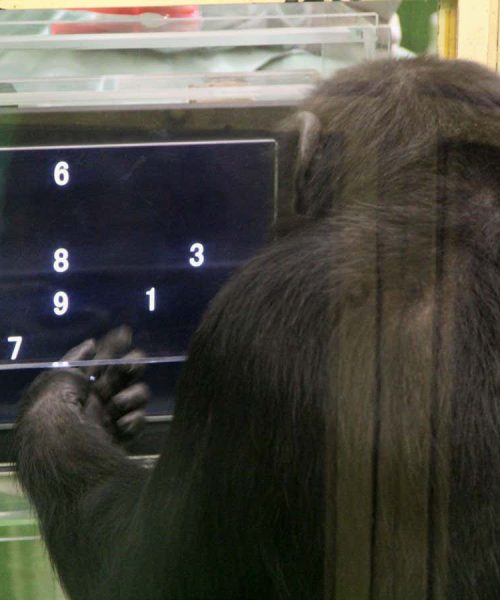Chimps do better at difficult tasks when they have an audience