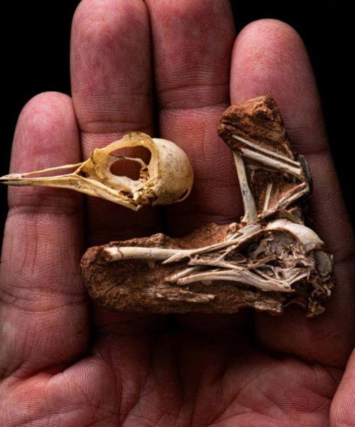 Exquisite bird fossil provides clues to the evolution of avian brains