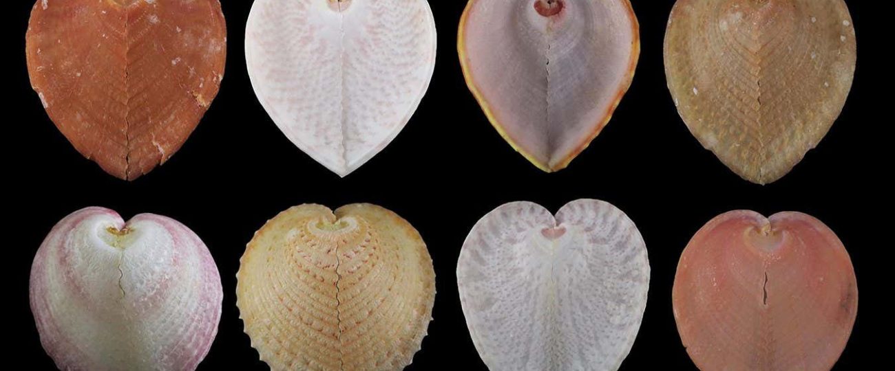 Heart-shaped mollusc has windows that work like fibre optics