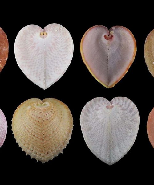 Heart-shaped mollusc has windows that work like fibre optics