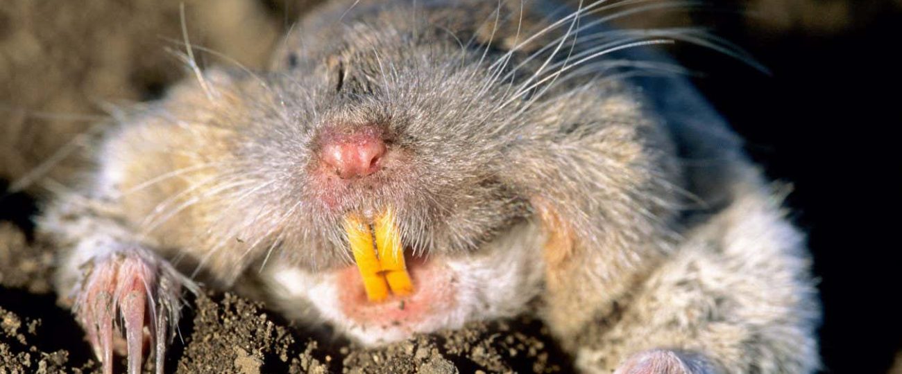 How a single gopher restored a landscape devastated by a volcano