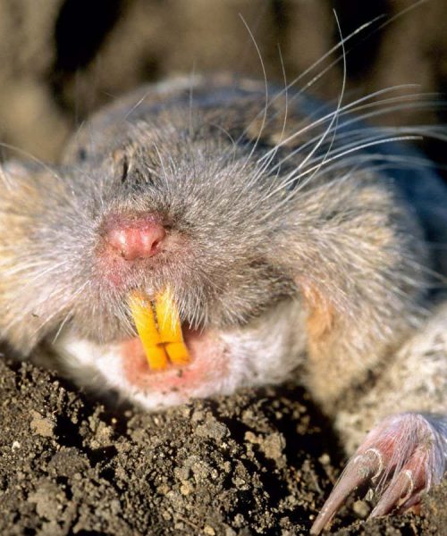 How a single gopher restored a landscape devastated by a volcano