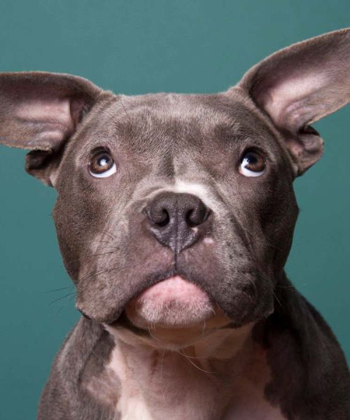 How a unique puppy kindergarten lab put the science into dog training