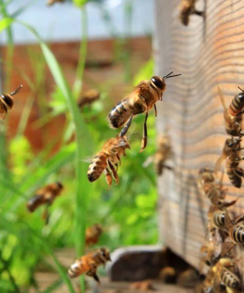 How clues in honey can help fight our biggest biodiversity challenges