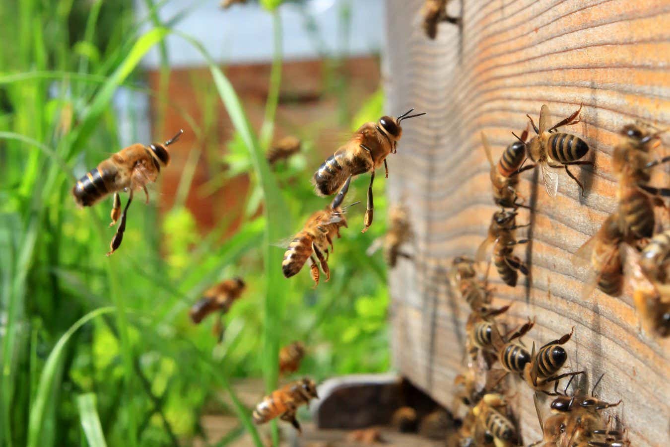 The days when the flowers produce lots of nectar, the bees remain outside the hive fanning, to better dehydrate the nectar when the forager bees come back from their journeys.///Les jours ou les fleurs donnent beaucoup de nectar, les abeilles restent ? ventiler ? l?ext?rieur de la ruche pour mieux d?shydrater le nectar pendant que les butineuses rentre de leurs voyages.