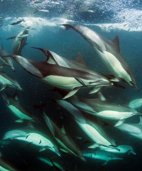 How military sonar impacts dolphin social dynamics