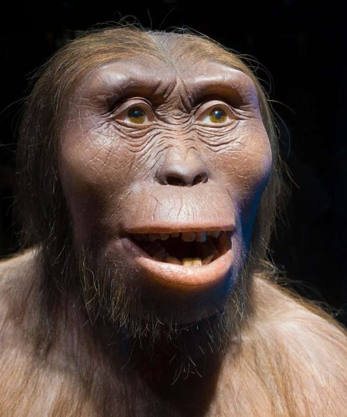 How we misunderstood what the Lucy fossil reveals about ancient humans