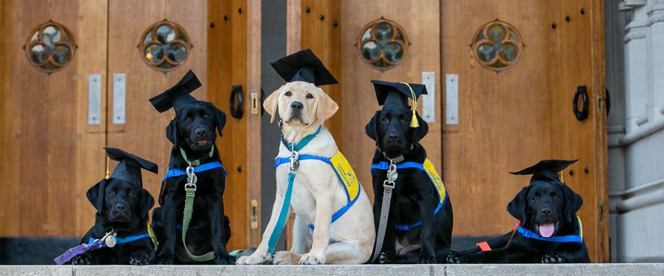 Inside ‘Puppy Kindergarten’: Science-based ways to train your dog