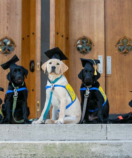 Inside ‘Puppy Kindergarten’: Science-based ways to train your dog