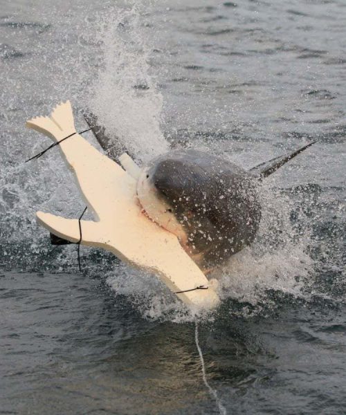 Lights on surfboards and wetsuits could deter shark attacks