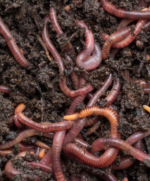 Listening to worms wriggle can help us monitor ecosystem health