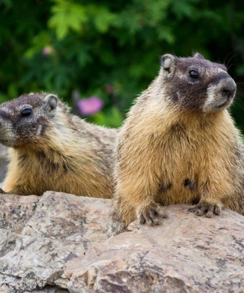 Marmots could have the solution to a long-running debate in evolution