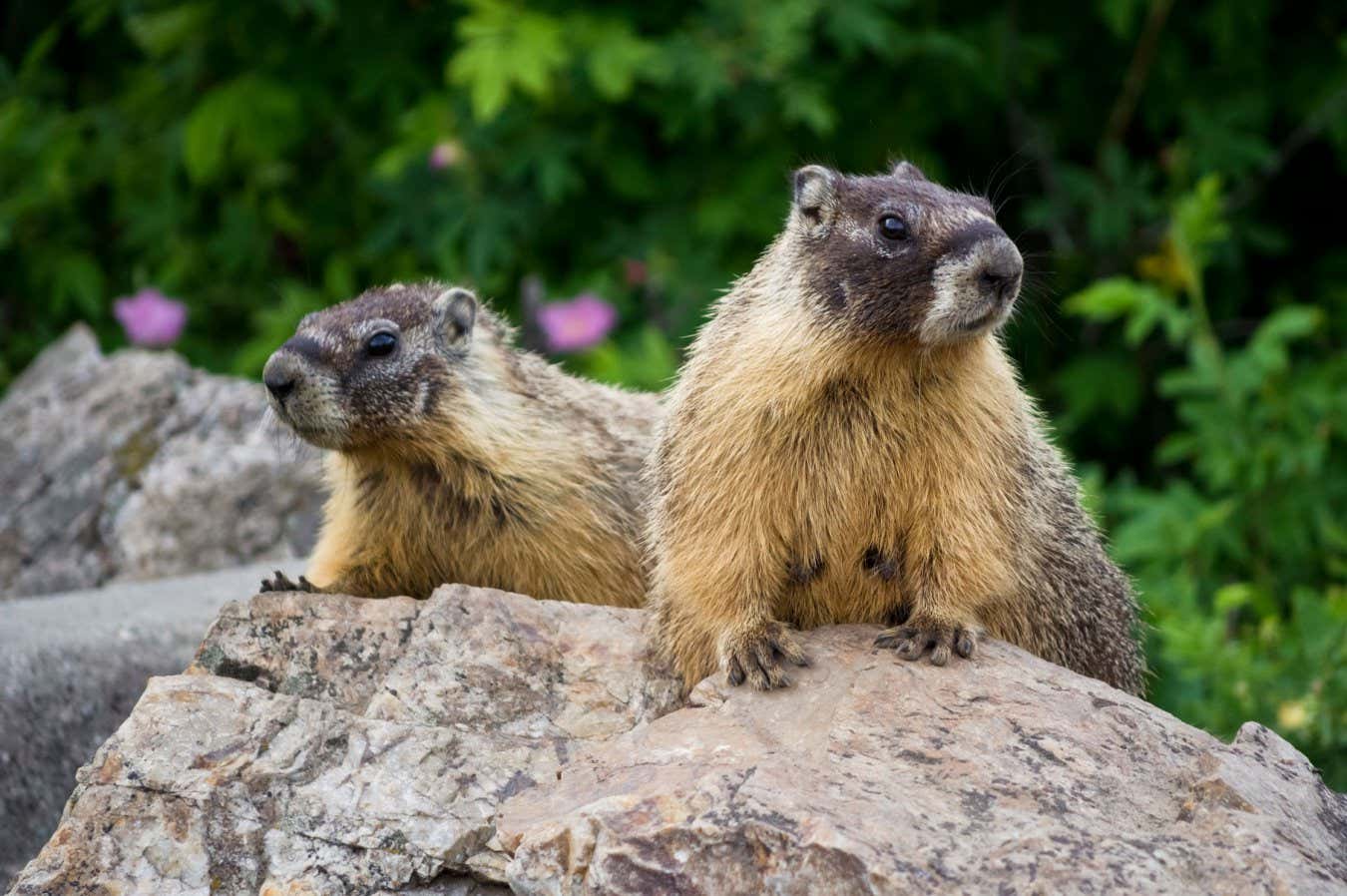 Two yellow-bellied marmots on a rock in the Okanagan area of British Columbia, Canada