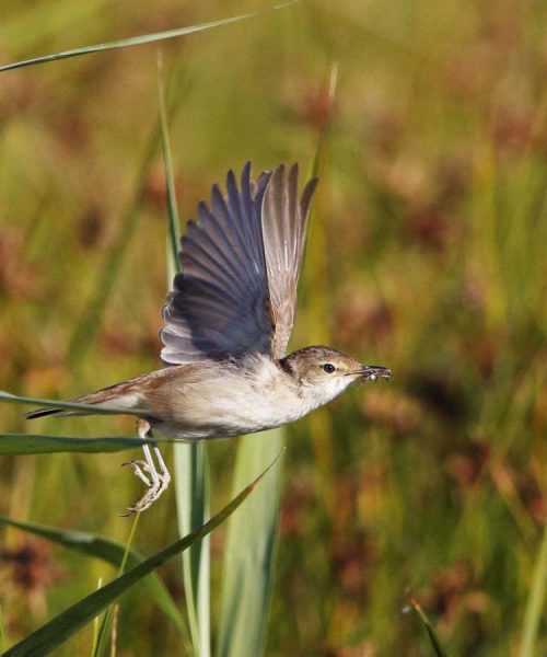 Migratory birds can use Earth’s magnetic field like a GPS