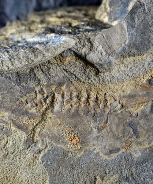 Oldest tadpole fossil known to science dates back 161 million years