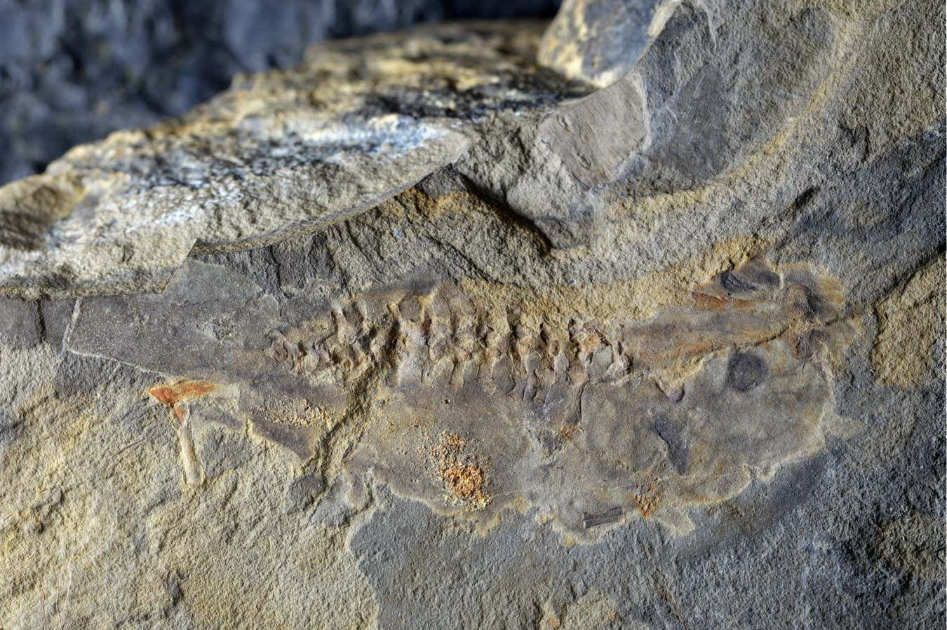 A fossil of the extinct tadpole species Notobatrachus degiustoi in Santa Cruz Province, Argentina