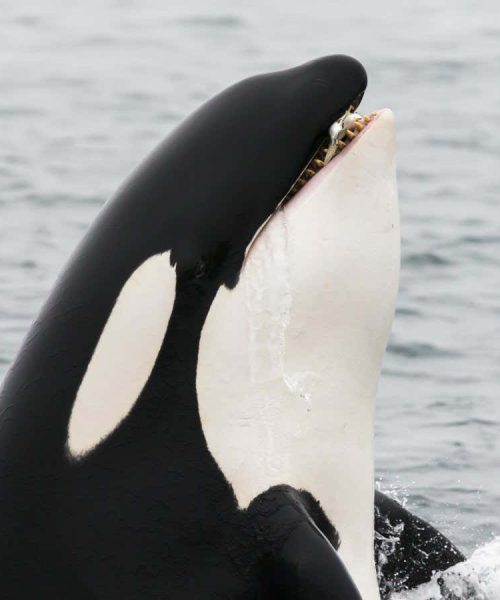 Orcas have begun wearing salmon hats again – and we may soon know why