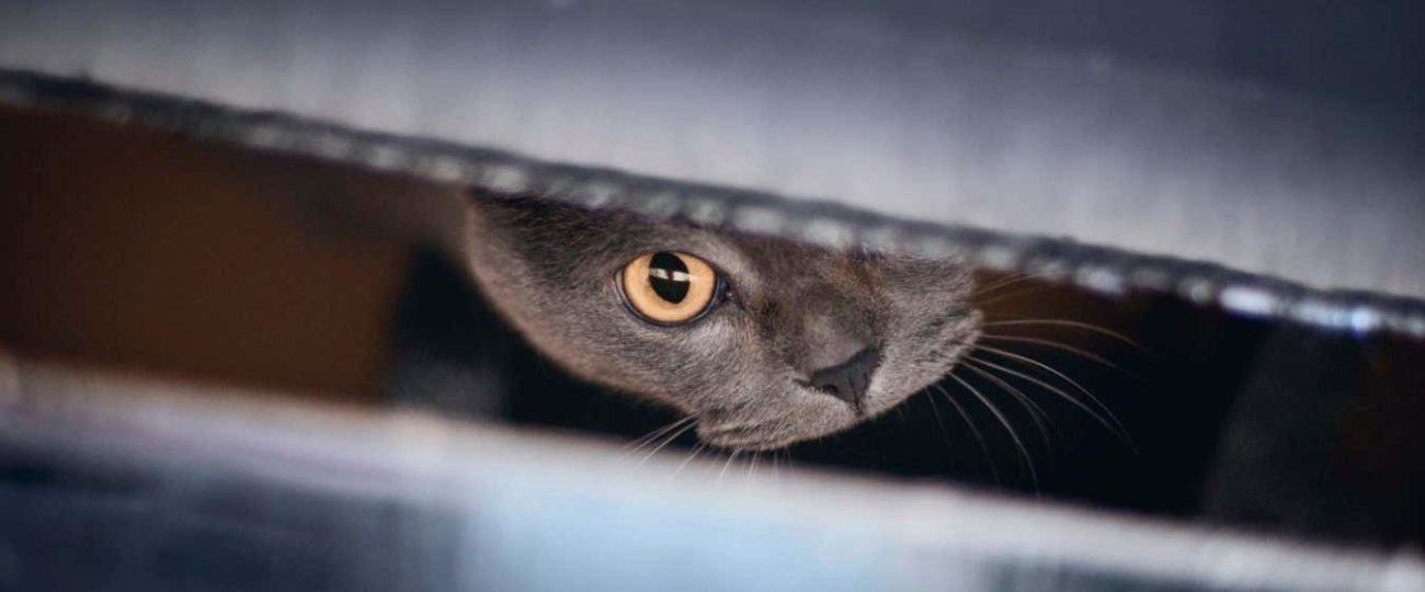 Quantum ‘Schrödinger’s cat’ survives for a stunning 23 minutes