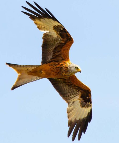 Red kites and buzzards are being killed by misuse of rat poisons