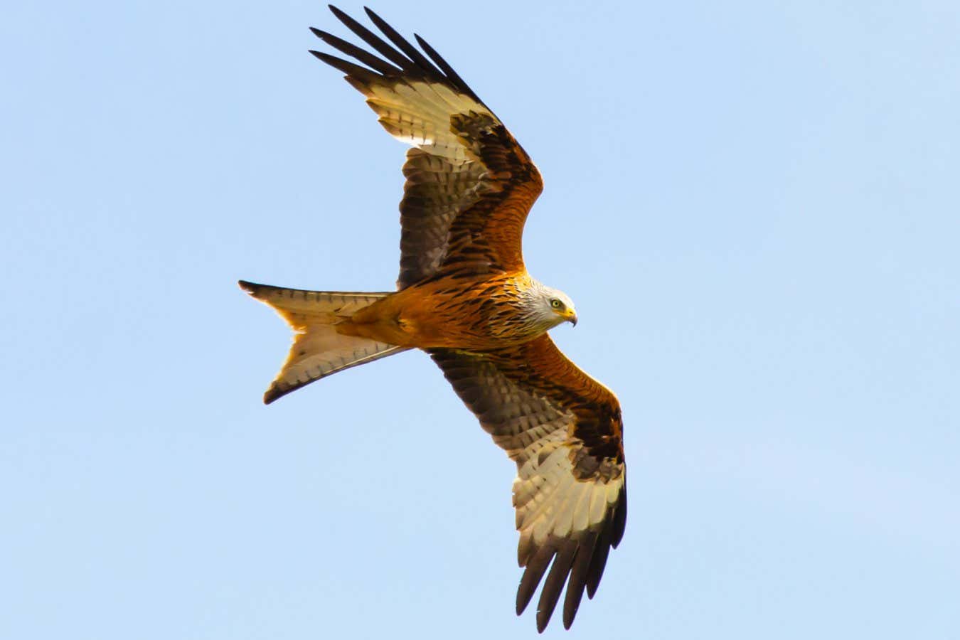 Red kite