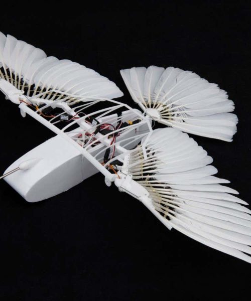 Robotic pigeon reveals how birds fly without a vertical tail fin