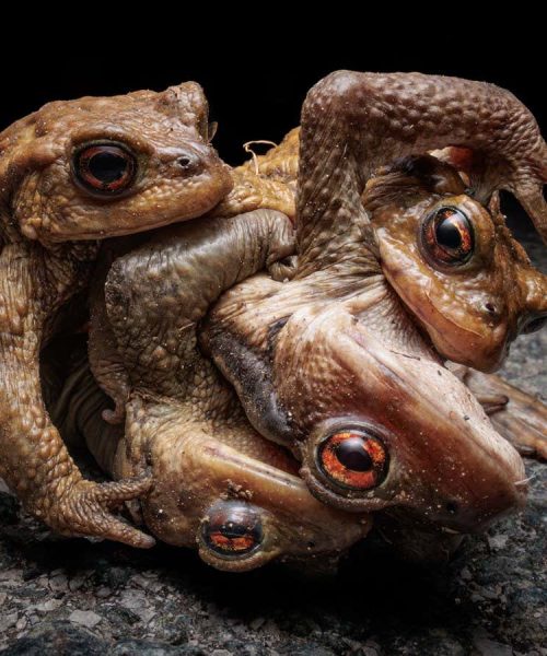 See nature in close-up in these stunning photographs