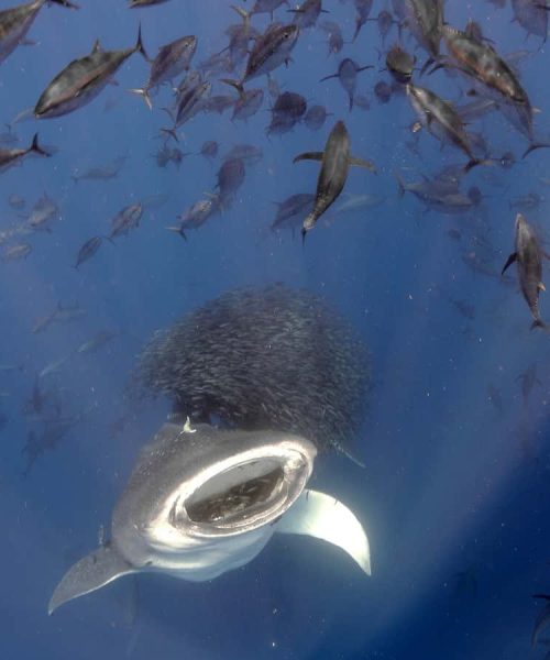 Stunning photos of life above and below water