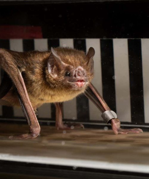 Vampire bats run on a treadmill to reveal their strange metabolism