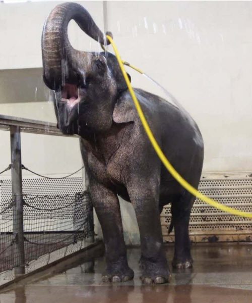 Watch elephants use a hose to shower themselves – and prank others