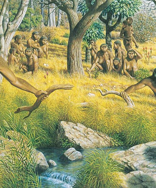 When did humans leave the trees for the savannah – or did they at all?