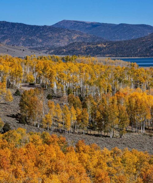 World’s largest tree is also among the oldest living organisms